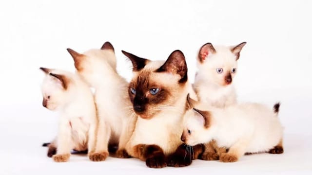 泰国猫正式列为泰国象征