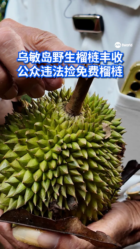 20260610_durian_pulauubin