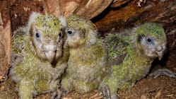 Related article image