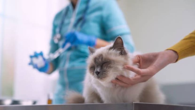 SPCA tawar pemeriksaan kesihatan haiwan peliharaan percuma bagi keluarga bergaji rendah
