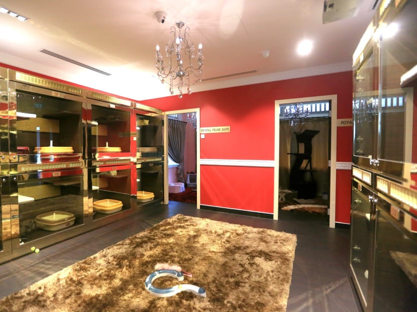 Gallery: It’s a ‘purrfect’ life for Singapore’s pampered pussies