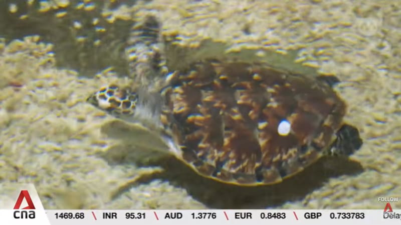 8 hawksbill turtle juveniles under specialist care at Singapore Oceanarium