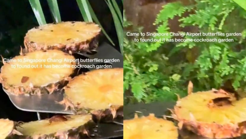 TikToker Spots Cockroaches Feasting On Pineapple At Changi Airport’s Butterfly Garden