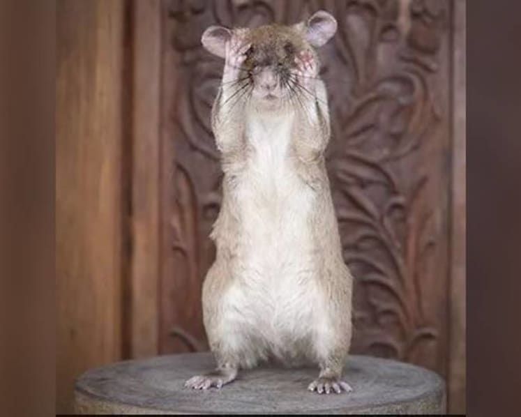 Rat-ical hero: Landmine detection rat Magawa wins gold medal for ‘life-saving’ work in Cambodia