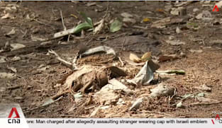 PROTECTING GREEN SPACES: NParks investigates unauthorised clearance of plants