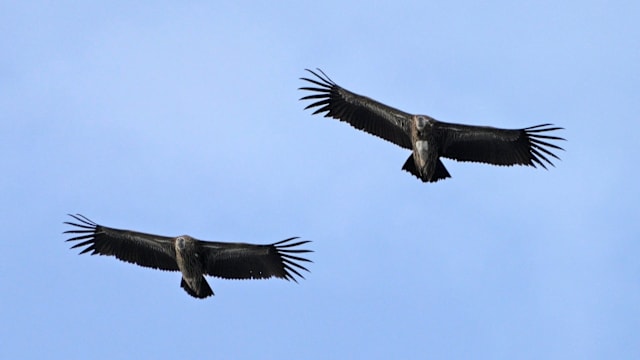 在克兰芝一带获救高山兀鹫 因健康恶化被安乐死
