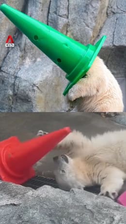 Out of ‘cone-trol’: Polar bear cub in Japan steals hearts with cone antics