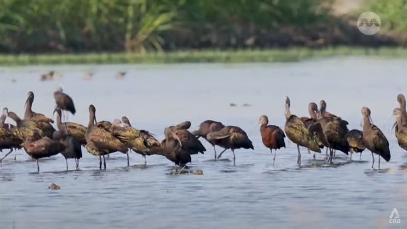 What are US cities doing to reduce the deaths of billions of birds from light pollution? What are US cities doing to reduce the deaths of billions of birds from light pollution?