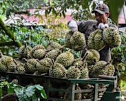 Vietnamese coffee farmers ride China's durian wave