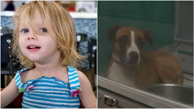 家犬营养不良咬死两岁女童 父母被控一级谋杀