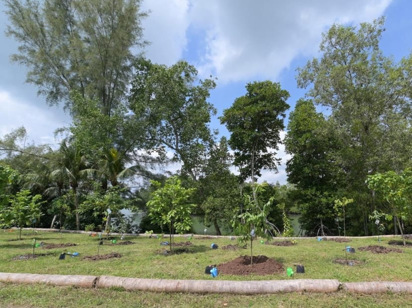 The new coastal arboretum at Pulau Ubin.