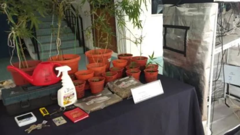 Bekas penyanyi nasyid M'sia ditahan tanam pokok ganja mungkin beli benih dalam talian