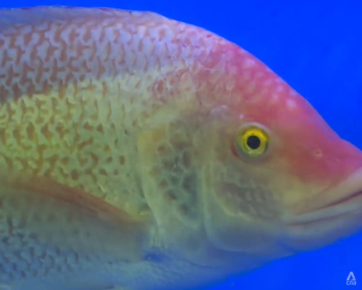 Singapore begins breeding larger, fast-growing tilapia to boost demand for domestic seafood