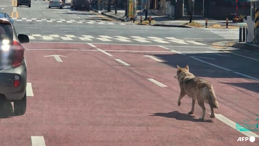 Escaped wolf forces school closure in South Korea