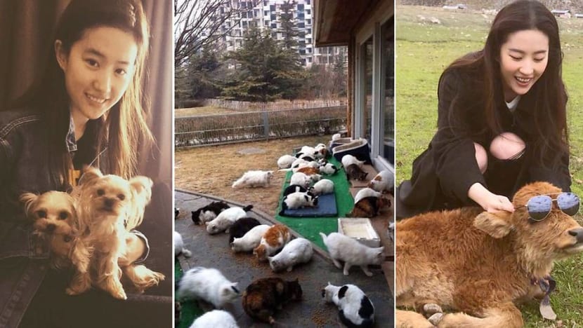 Liu Yifei fosters 30 cats in her backyard Liu Yifei fosters 30 cats in her backyard