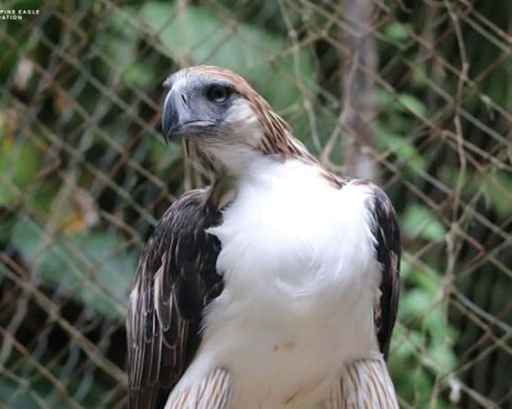 Philippine Eagle pair swoops into Singapore next month