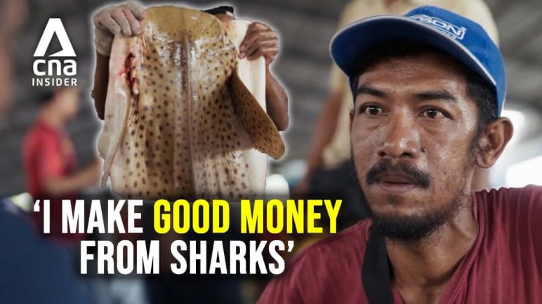 Rewilding Sharks - Inside the lucrative trade of shark fishing in Indonesia