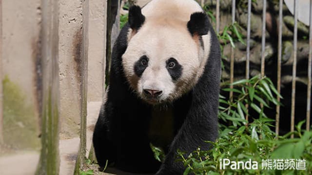狮城大熊猫凯凯之父 “武岗”罹患恶性肿瘤