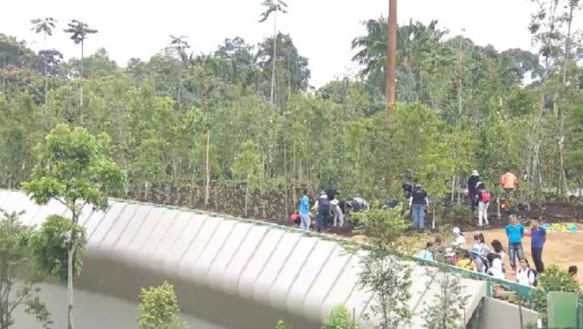 Jambatan baru di Mandai pastikan hidupan liar dapat melintas dengan selamat