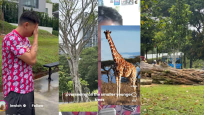 S’pore Singer Cries Over Felling Of His Favourite Tree, Later Learns It Was The Heavy Rain That Made It Fall