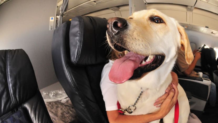 Commentary: Blanket bans on emotional support animals may not be the right move Commentary: Blanket bans on emotional support animals may not be the right move