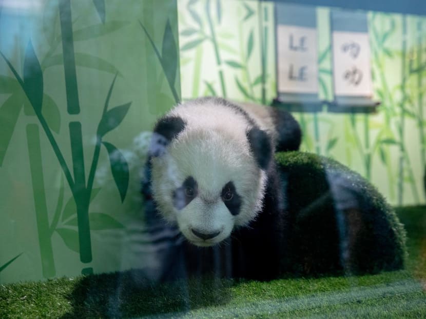 Explainer: Why must panda cub Le Le return to China instead of staying with its parents at River Wonders?