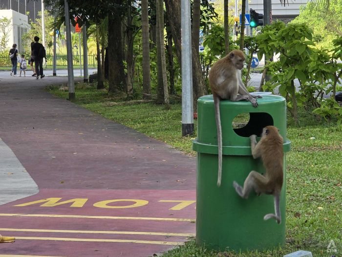 Wild monkeys in Punggol: The actions of one resident can unleash chaos on a whole block, say experts