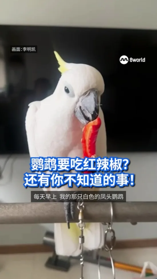 20260604_HS_TOTT_Parrot