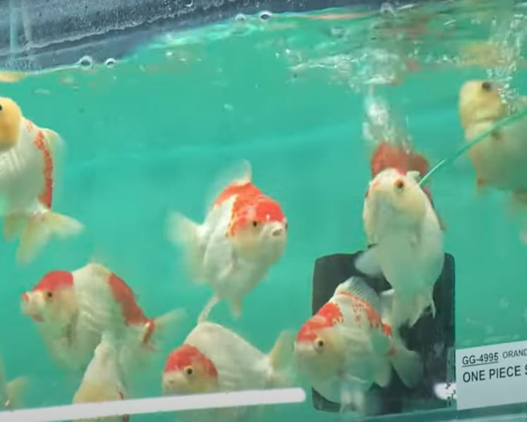 Ornamental fish farms turn to new breeding technologies in land-scarce Singapore