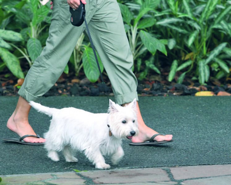 Animal welfare groups: Institutions of Public Character status a boost