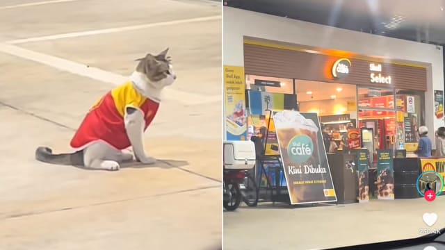 马国槟城加油站现萌猫“主管” 穿制服工作视频爆红