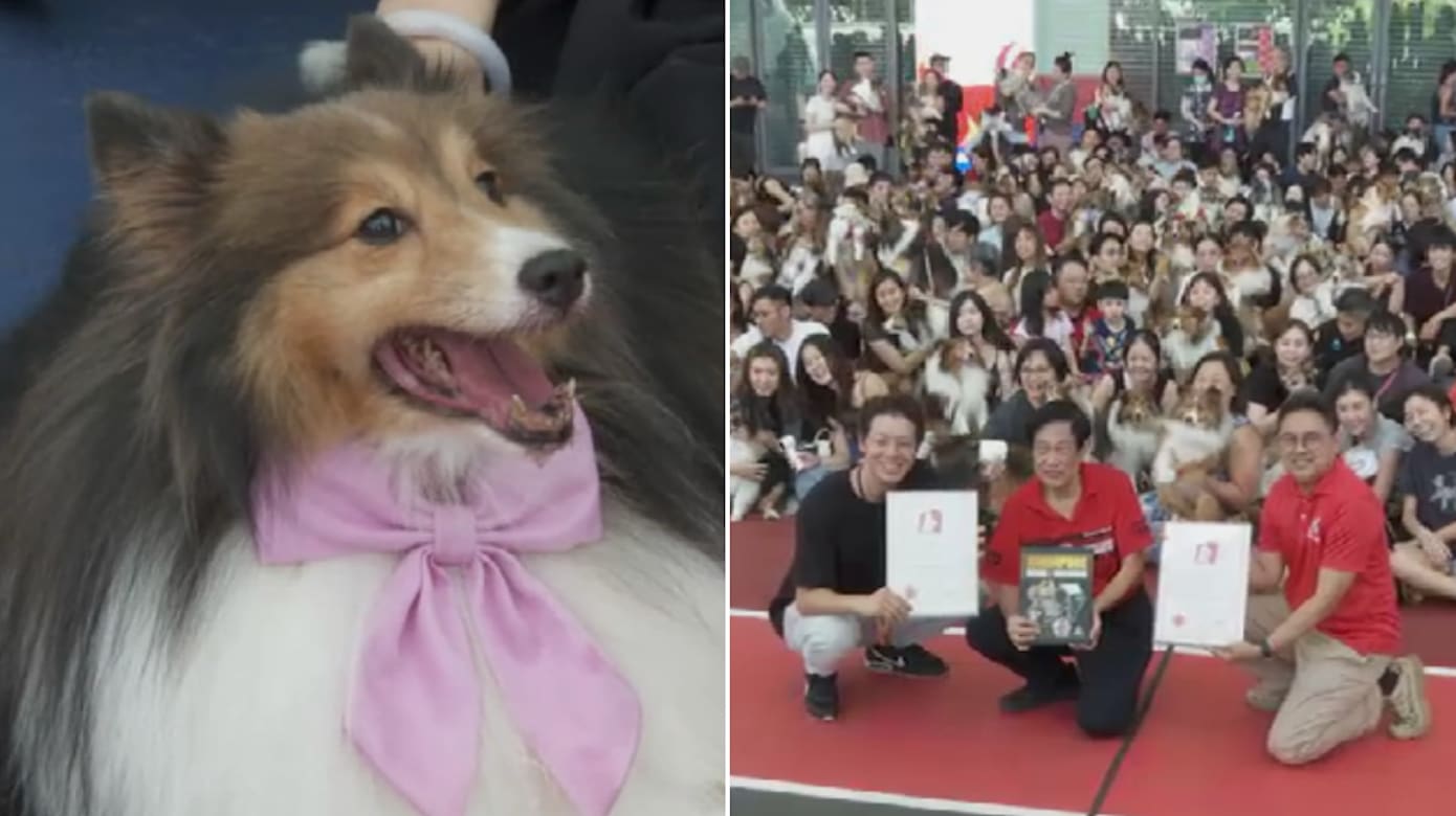 146只喜乐蒂牧羊犬齐聚加冷汇 刷新本地纪录