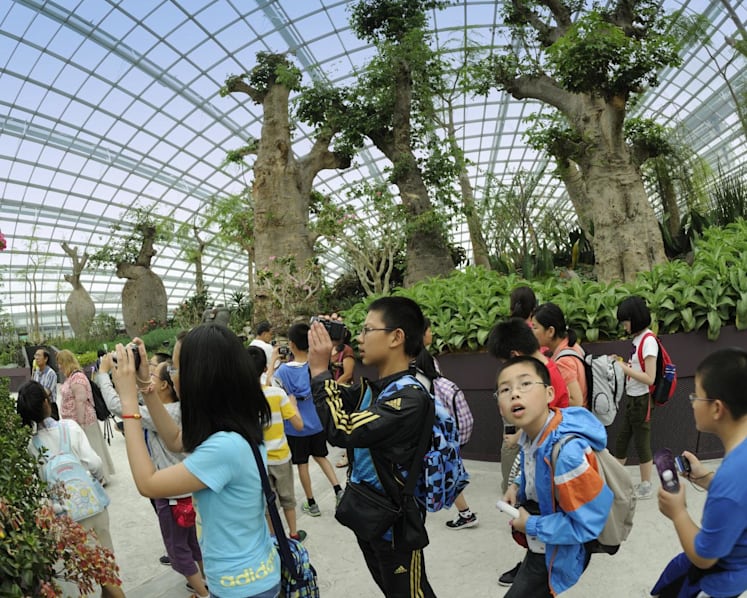 IN FOCUS: From reclaimed land to glass domes and towering metal trees - how Gardens by the Bay has blossomed