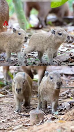 2 new capybara pups at Mandai Wildlife Reserve