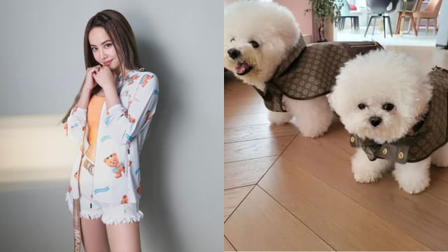 蔡依林爱犬穿名牌“走秀”　网友：狗都穿得比我好！