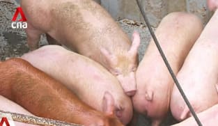 FairPrice, market stallholders prepare for rising Chinese New Year pork demand 