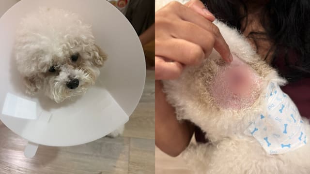 小狗被未系牵引绳的大狗咬伤 主人索赔1200元医疗费