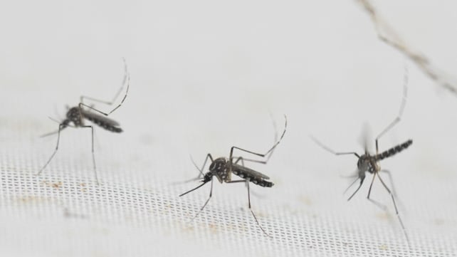 Dengue patients have higher risk of long-term complications than COVID-19 patients: NTU study