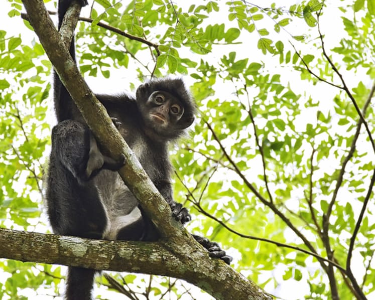 Explainer: What are Raffles’ banded langurs, and how will the Cross Island Line affect them?