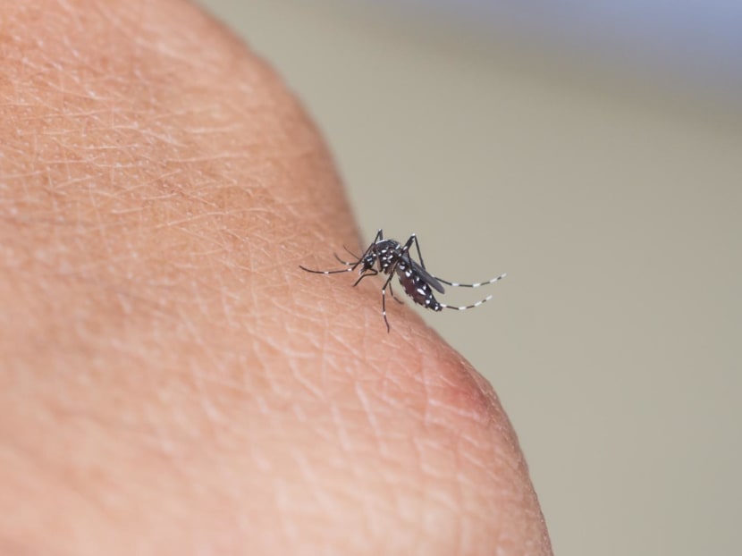 Rising temperatures could increase risk of new infectious diseases in Singapore: Experts