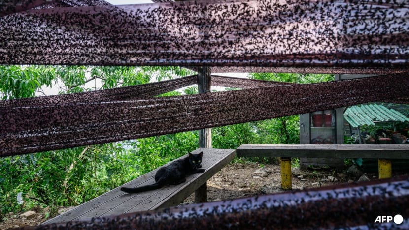Rotten insects, viral videos and climate change: South Korea battles 'lovebug' invasion Rotten insects, viral videos and climate change: South Korea battles 'lovebug' invasion