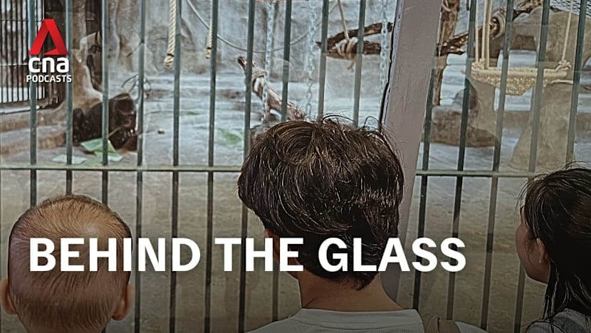 CNA Special - Bangkok’s Loneliest Gorilla: Global wildlife trafficking (Part 2)