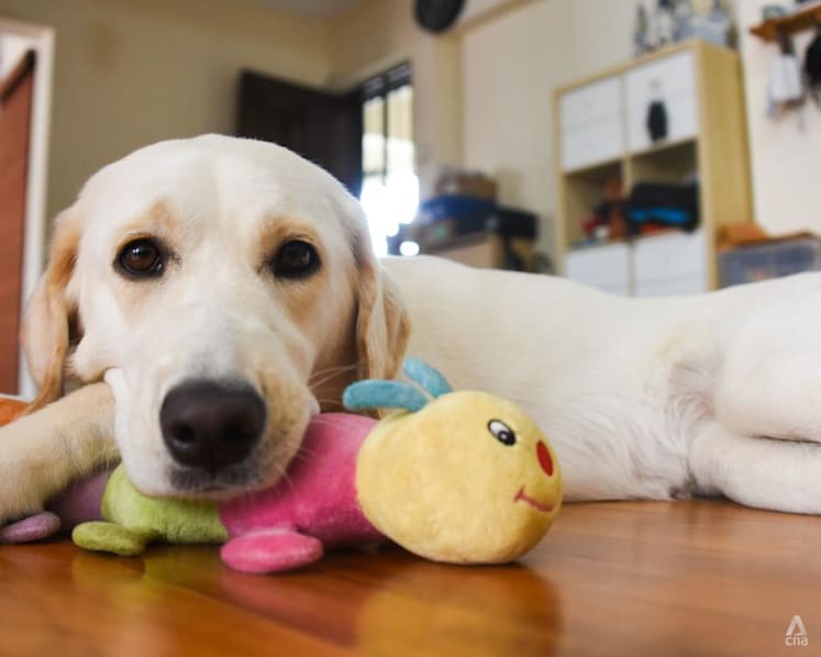 Still a pup but taking her human to places — as the first guide dog fully trained in Singapore