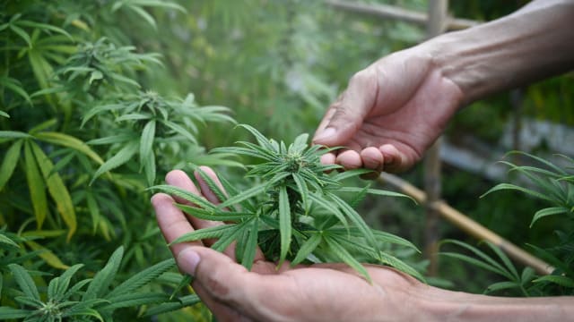 好奇自栽与国外大麻分别 台湾男种32株大麻判监禁