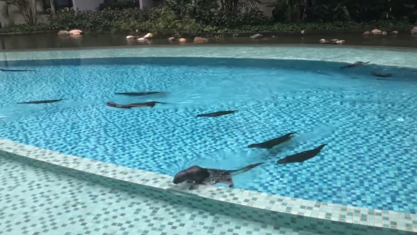 Otters seen eating fish at condominium along Alexandra Canal, upsetting residents