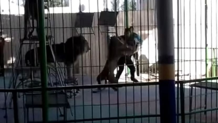 Maut dibaham singa di khalayak ramai ketika persembahan sarkas