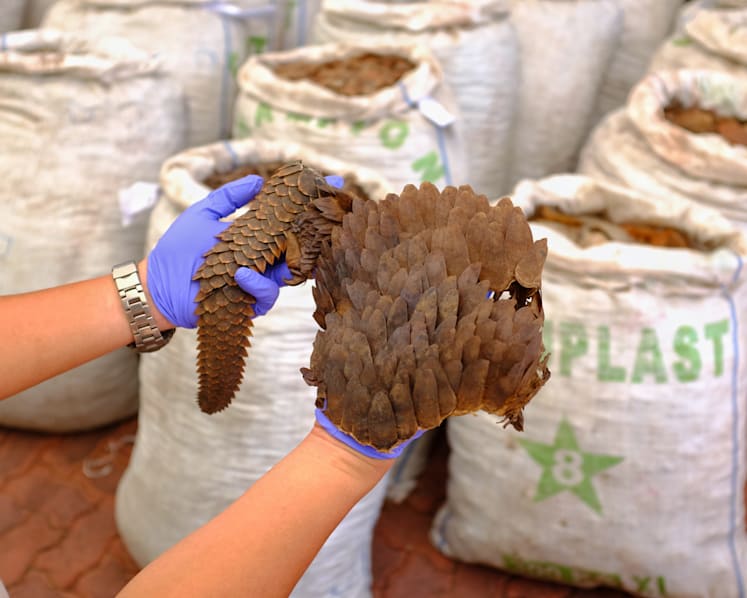 Not frozen beef: Nearly 13 tonnes of pangolin scales worth S$52 million seized in Singapore