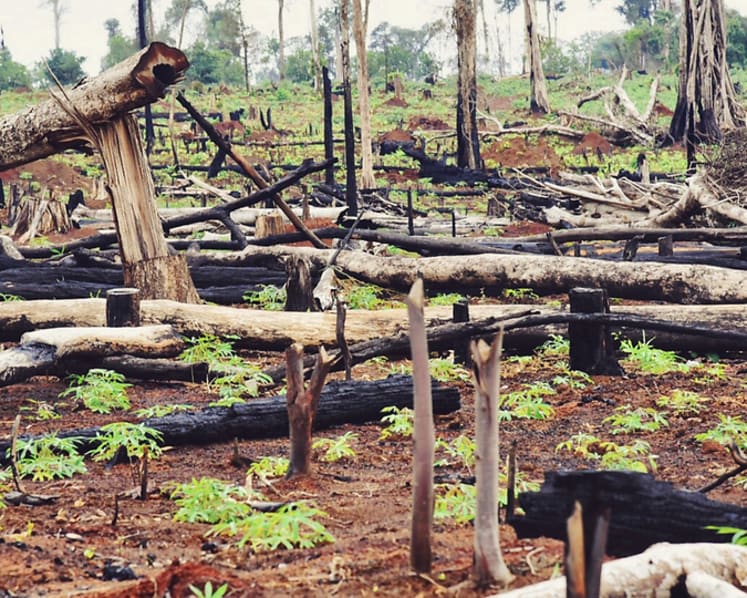 Cambodia’s large-scale illegal logging is ‘done’