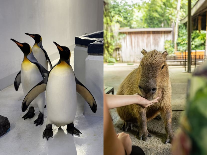 Mandai Wildlife Group celebrates SG60 with new experiences including up-close capybara and penguin encounters in June Mandai Wildlife Group celebrates SG60 with new experiences including up-close capybara and penguin encounters in June