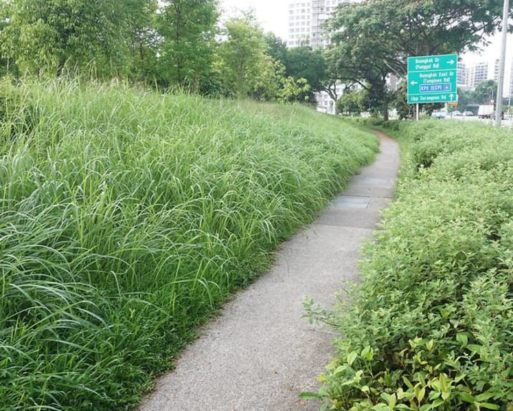 Commentary: Let Singapore’s green spaces grow wild